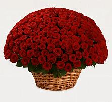 Премиум букет из: Розы в Букачаче